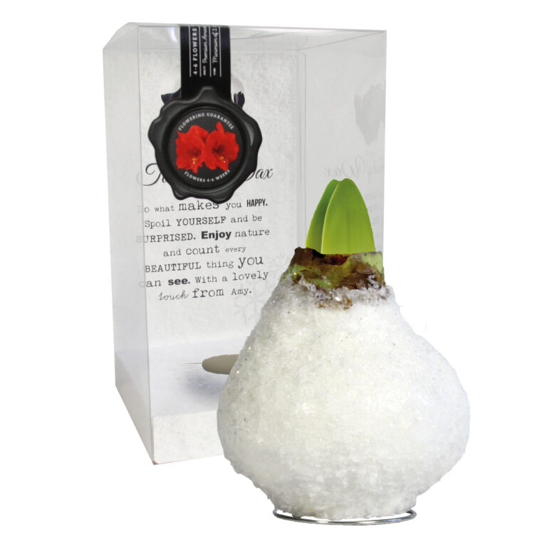 SE-08 in PET gift box / red flower