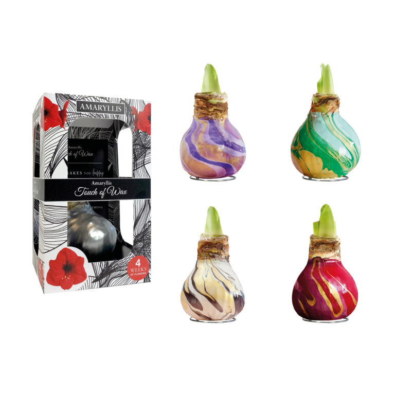 SW-01 mixed colours in carton gift box / red flower