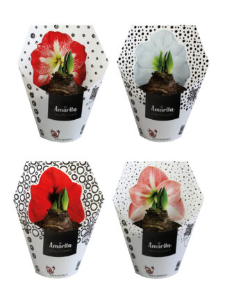 AM-02 mixed colours / 4 colours x 3