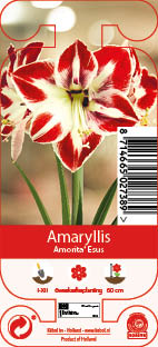 Nature Amaryllis Amorita Esus