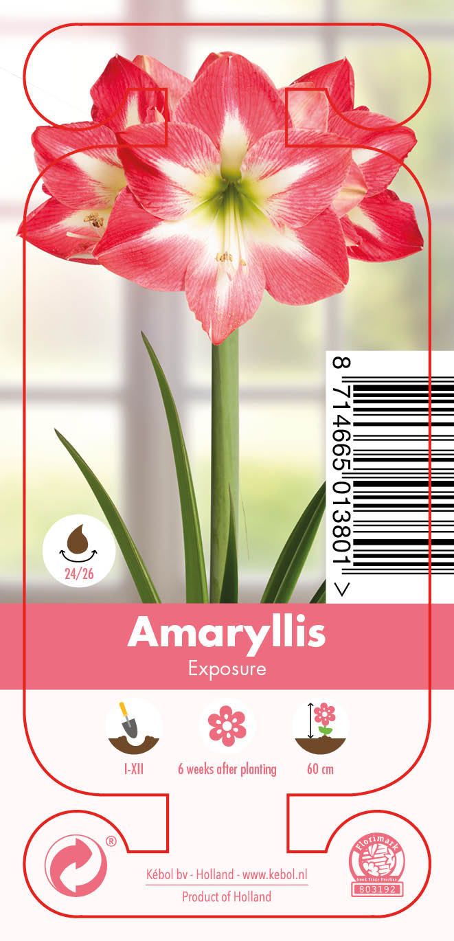 Nature Amaryllis Exposure