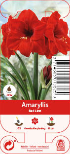 Nature Amaryllis Red Lion