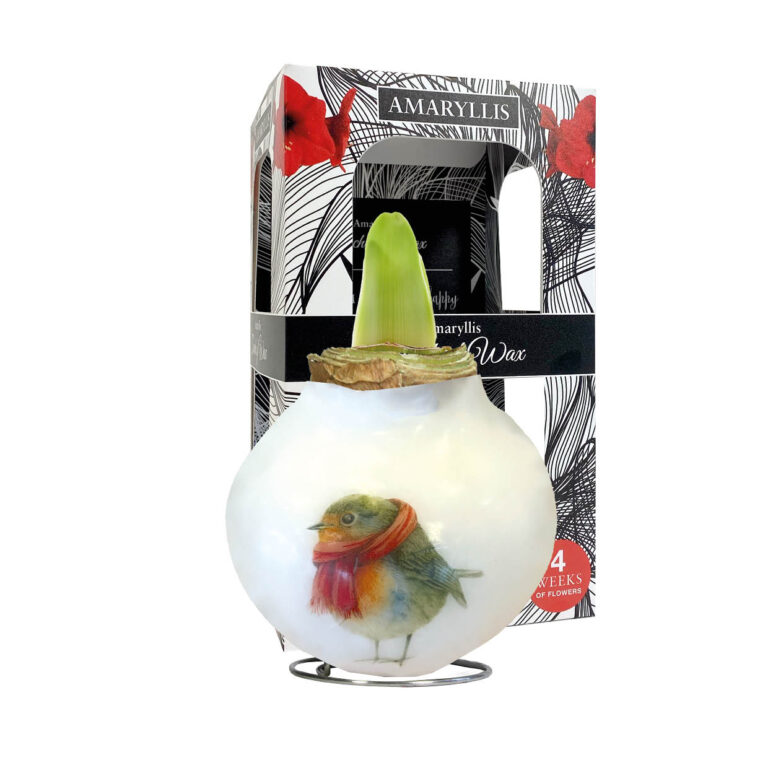 PO-01 Robin in carton gift box / red flower