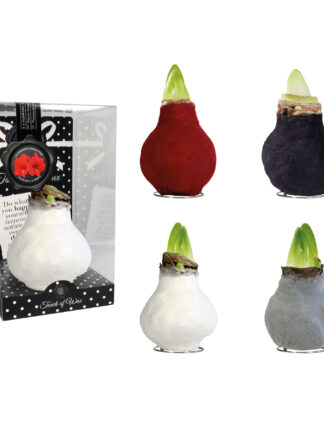 FA-01 mixed colours in PET gift box / red flower