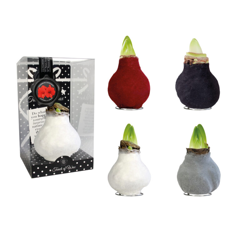 FA-01 mixed colours in PET gift box / red flower