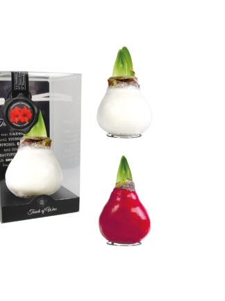 GL-02 mixed colours in PET gift box / red flower