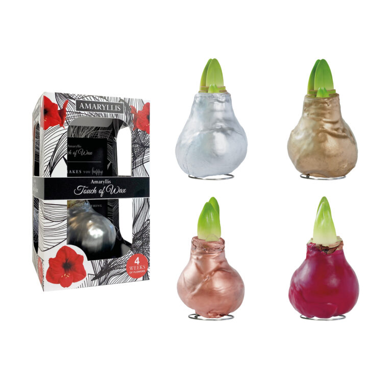 GLM-01 mixed colours in carton gift box / red flower