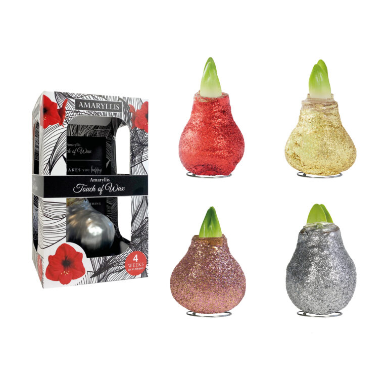 MA-01 mixed colours in carton gift box / red flower