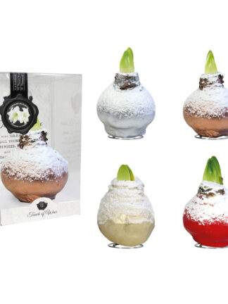 SN-01 mixed colours in PET gift box / red flower