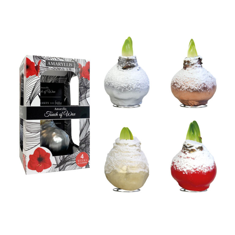 SN-01 mixed colours in carton gift box / red flower