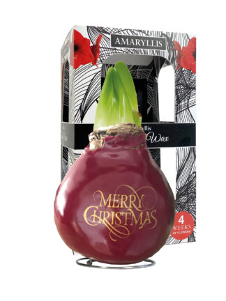 SE-06 in carton gift box / red flower