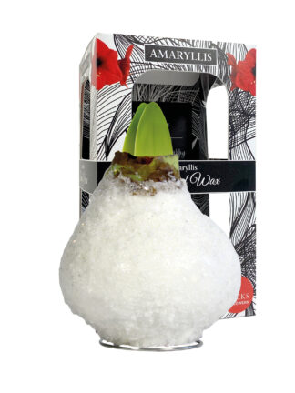 SE-08 in carton gift box / red flower