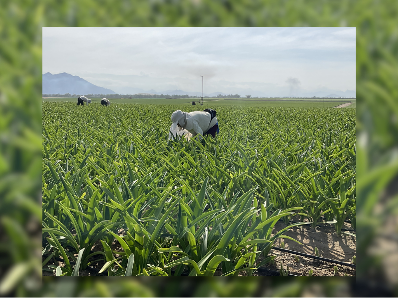 An image of a woman in Peru harvesting Amaryllisses in a field.