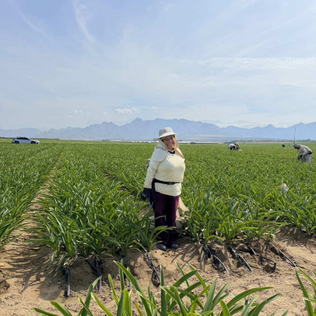A happy woman in an amaryllis field after harvesting.