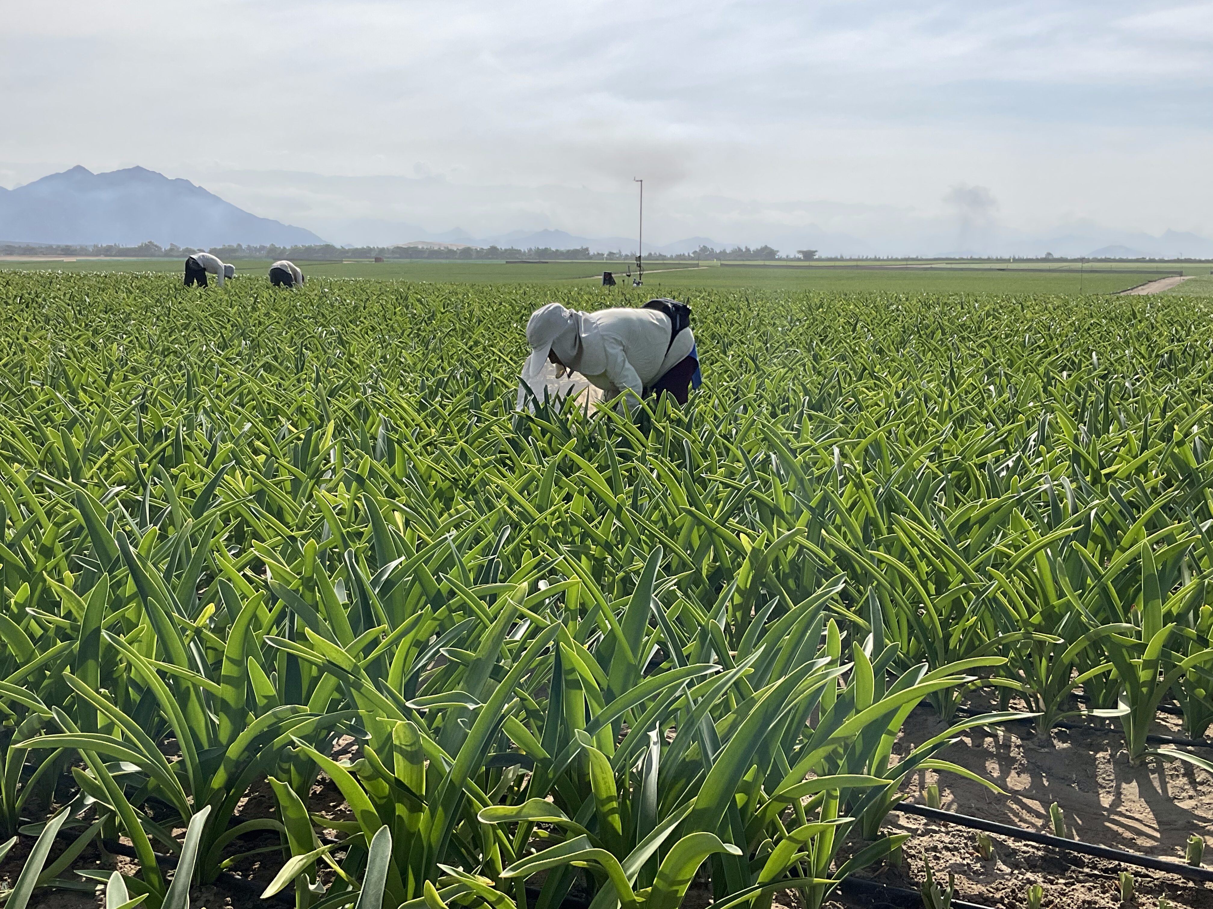 Dame aan het werkt in de amaryllis velden in Peru.
