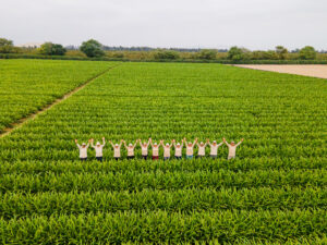 Workers in the fields in Peru, harvesting Chan Chan Amaryl