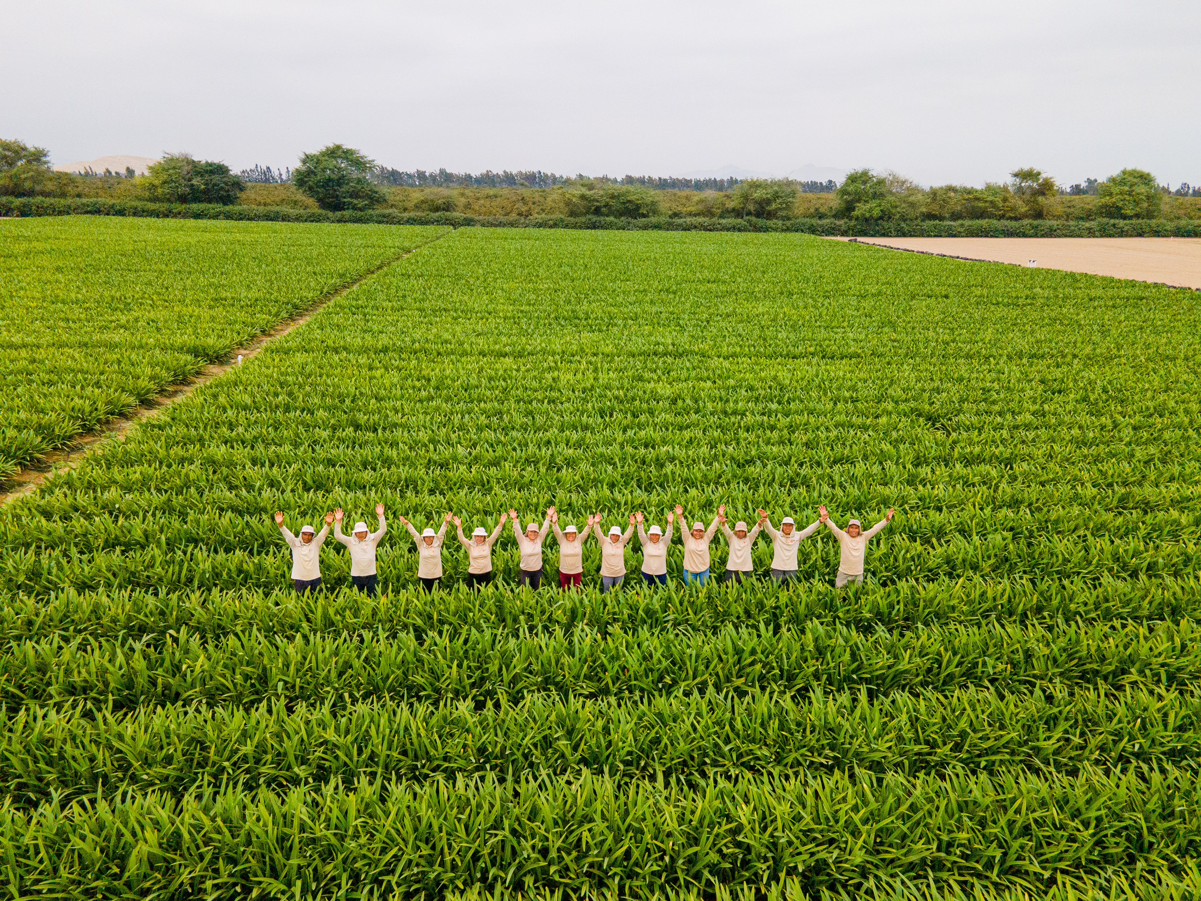 Workers in the fields in Peru, harvesting Chan Chan Amaryl