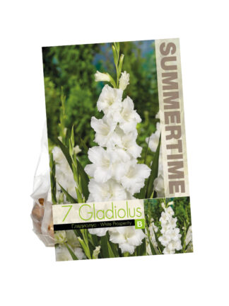 Gladioli White Prosperity