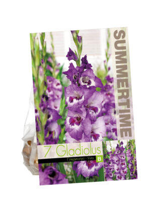 Gladioli Vista