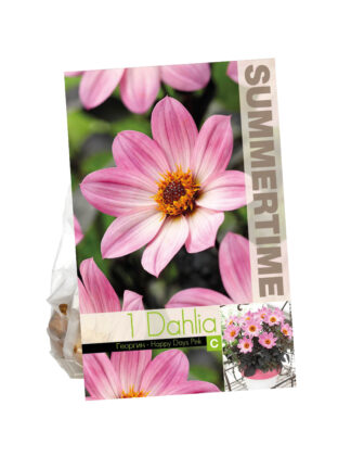 Dahlia Decorative Pink