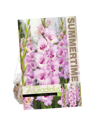 Gladioli Zamora