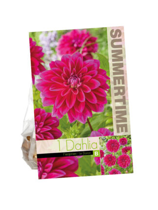 Dahlia Le Baron