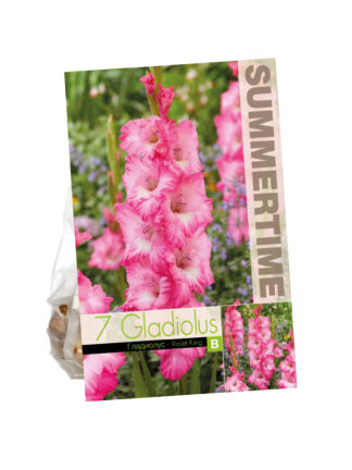 Gladioli Violet King