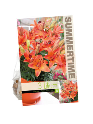 Lilies Abbeville's Pride