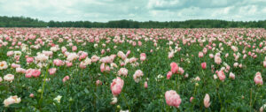 Veld met paeonia roze.