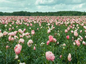 A field of Peonies.