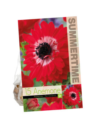 Specialties Anemone The Governor
