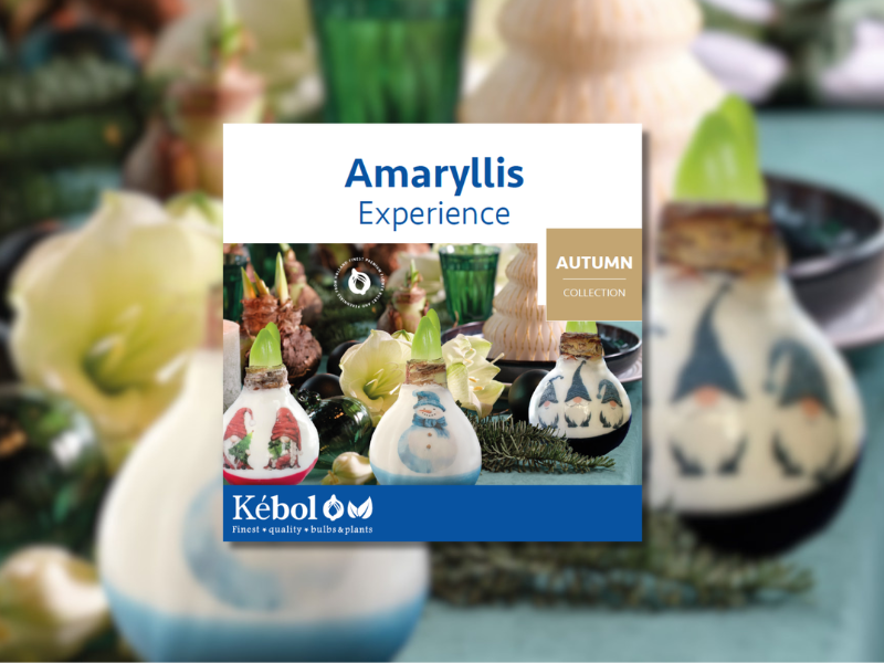 Kebol Amaryllis collection