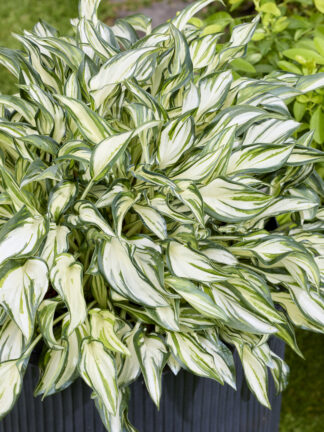 Hosta Fireworks
