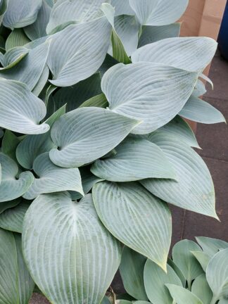 Hosta Halcyon
