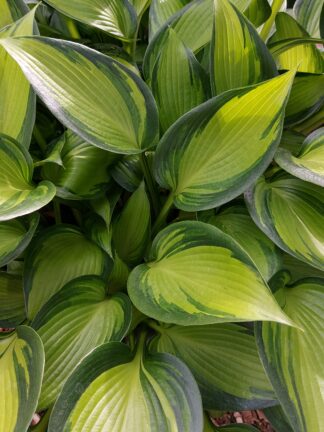 Hosta June