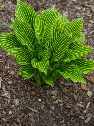 Hosta Siberian Tiger