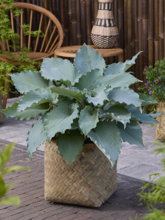 Hosta Skywriter