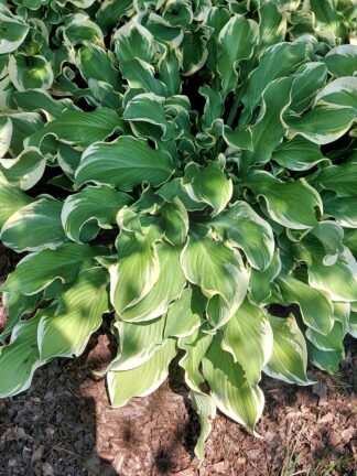 Hosta Wheee!