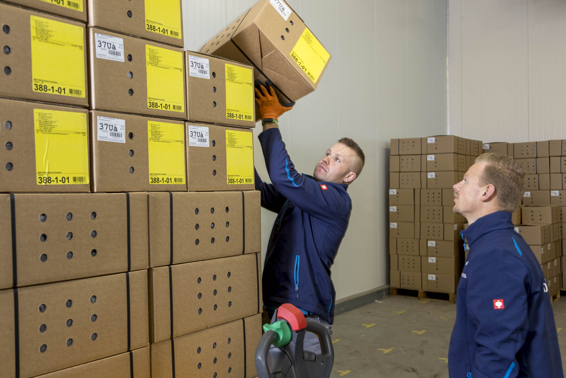 Twee werknemers stapelen de dozen op.