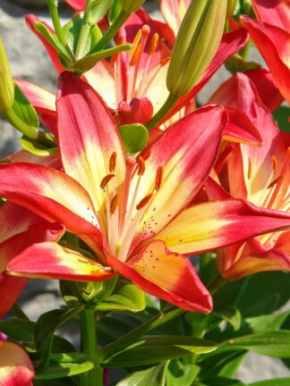 Lilium Fantasiatic Fired up