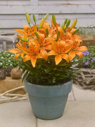 Lilium Fantasiatic Peach