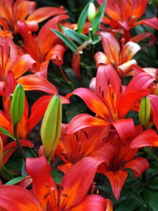 Lilium Fantasiatic Starburst
