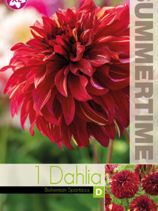Dahlia Bohemian Spartacus