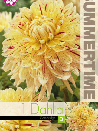 Dahlia Cambridge