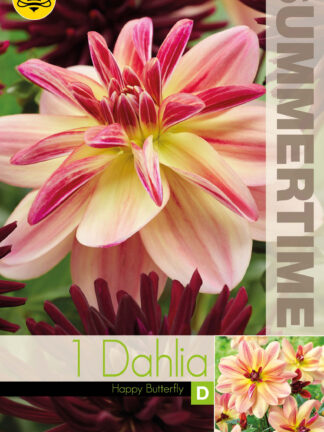 Dahlia Happy Butterfly