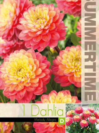 Dahlia Melody Allegro
