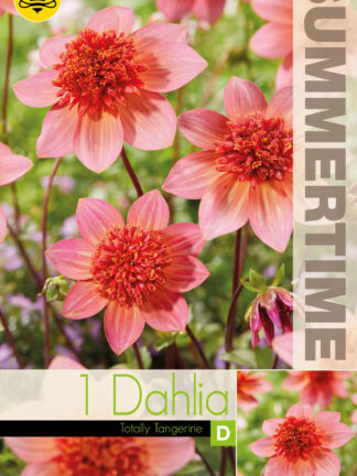 Dahlia Totally Tangerine