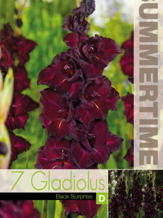 Gladiolus Black Suprise