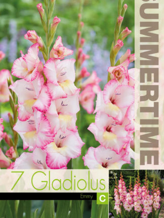 Gladiolus Emmy