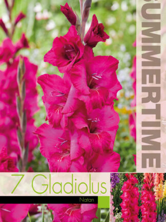 Gladiolus Nathan